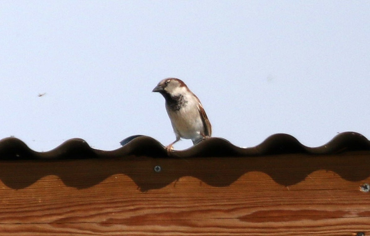 House Sparrow - Miguel García