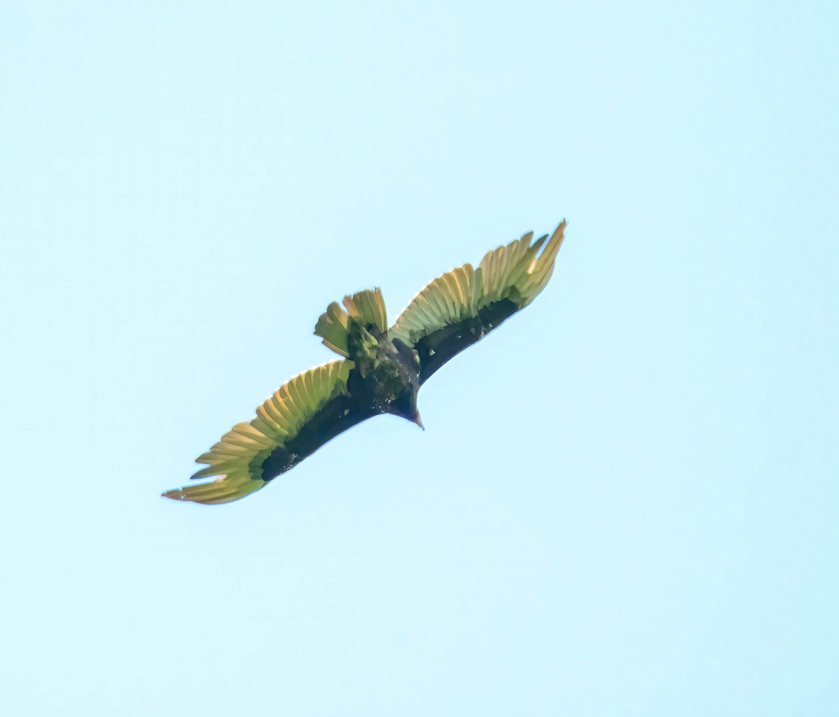 Turkey Vulture - Mike Birmingham