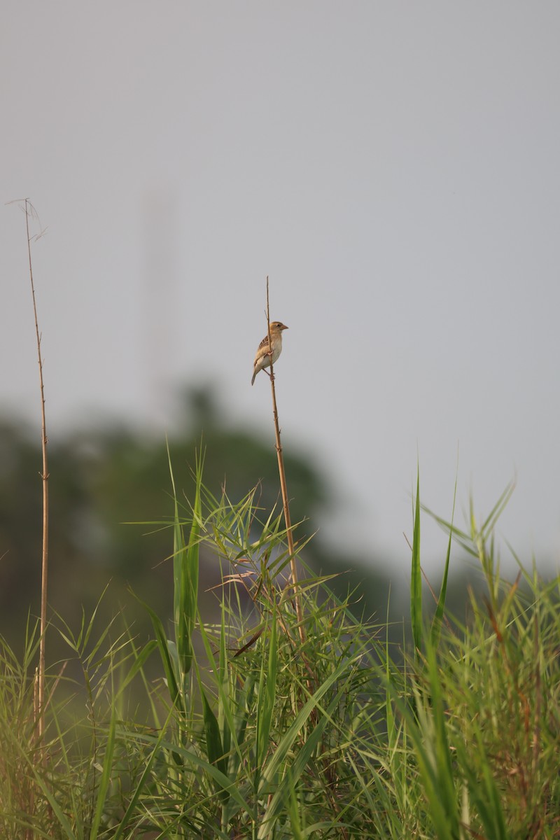 Baya Weaver - Aritra Nath