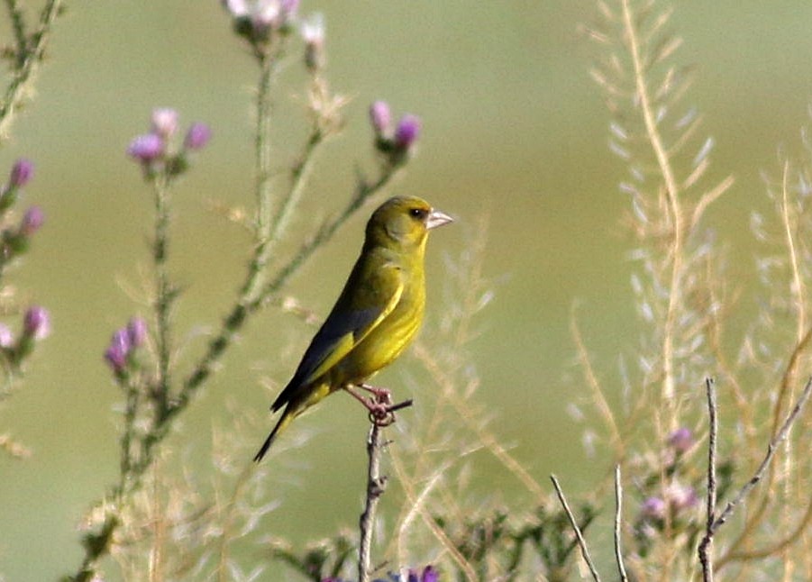 European Greenfinch - Miguel García