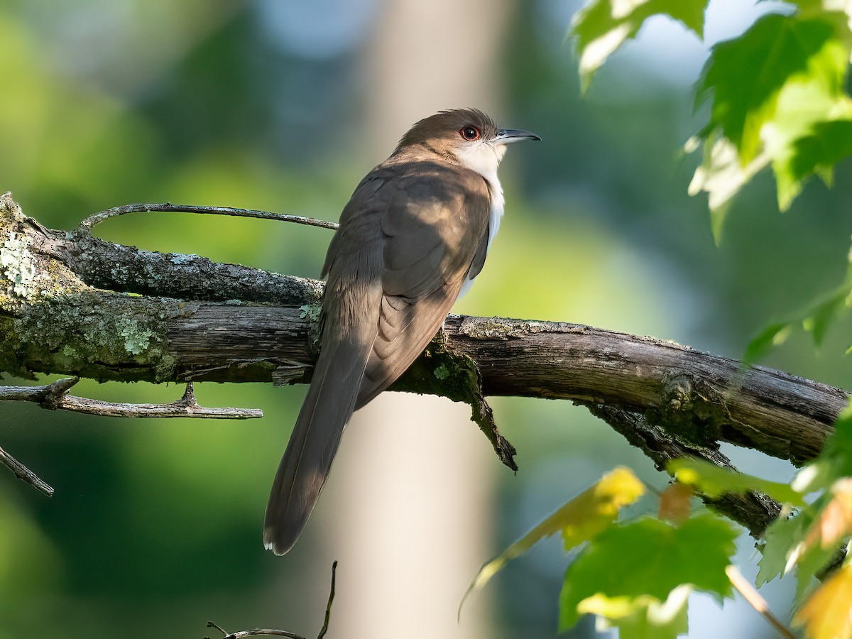 Black-billed Cuckoo - Alan MacEachren