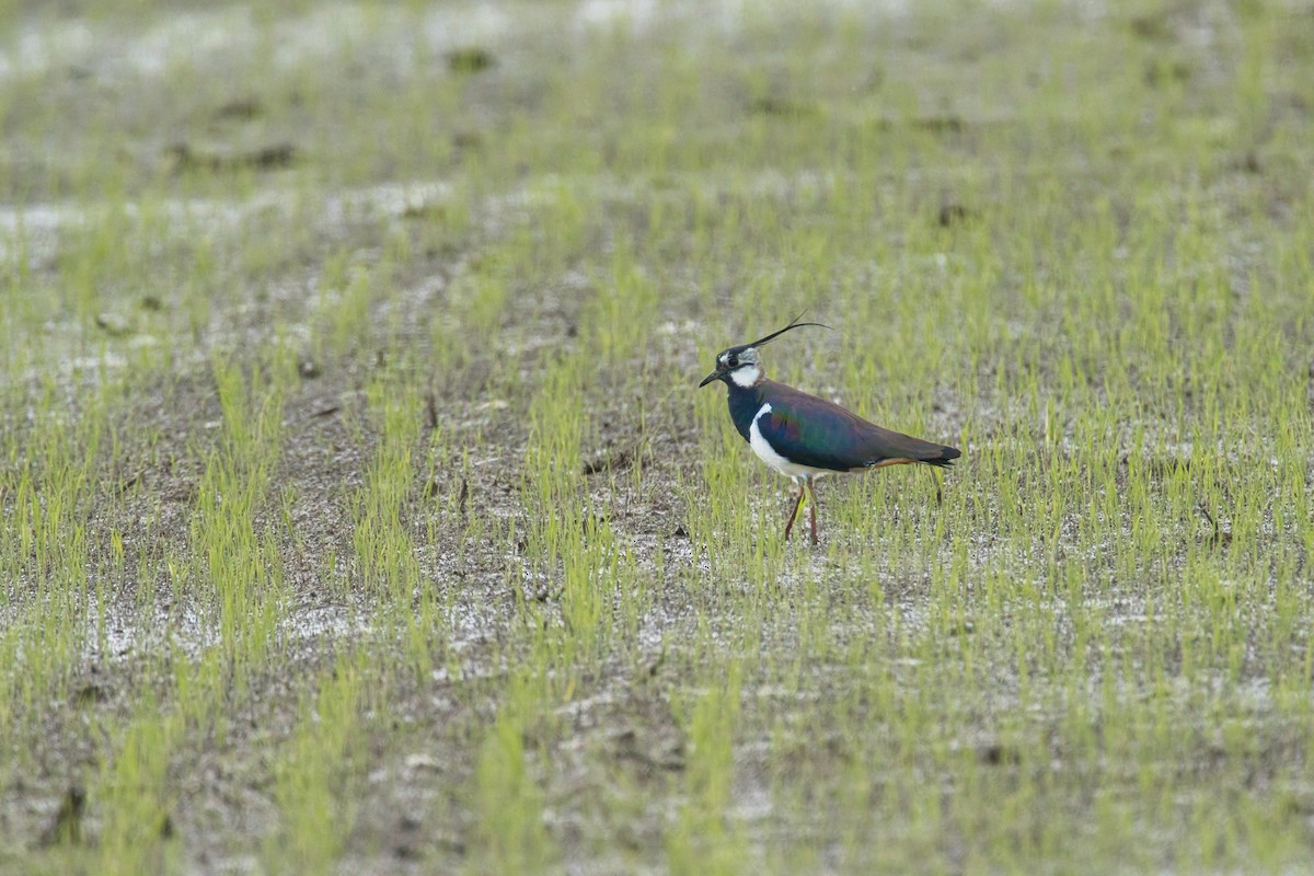 Northern Lapwing - Nicola Marchioli