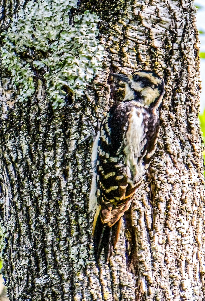 Hairy Woodpecker - Mike Birmingham