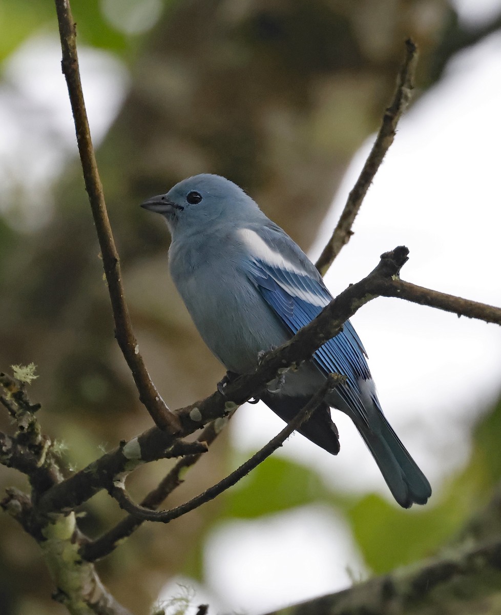 Blue-gray Tanager (White-edged) - Michael Smith