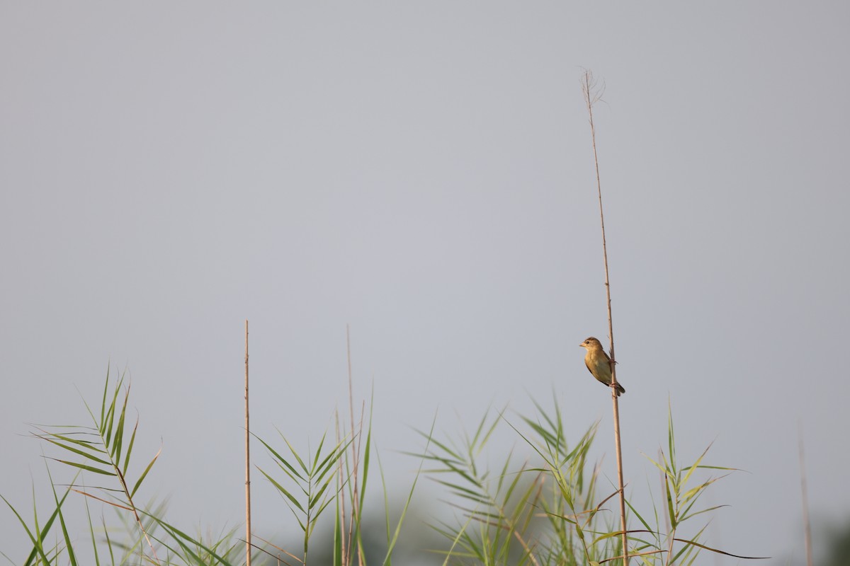 Baya Weaver - Aritra Nath