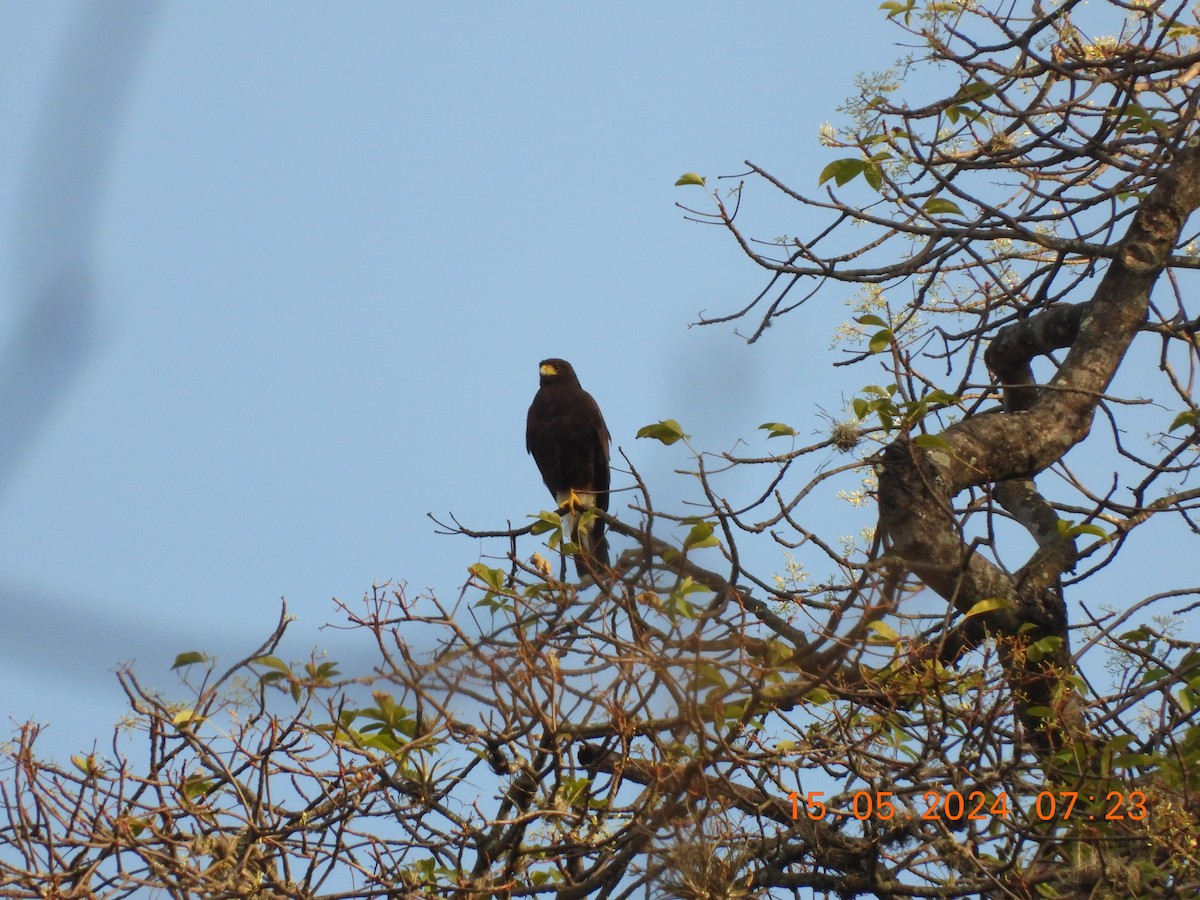 Harris's Hawk - ML619572794