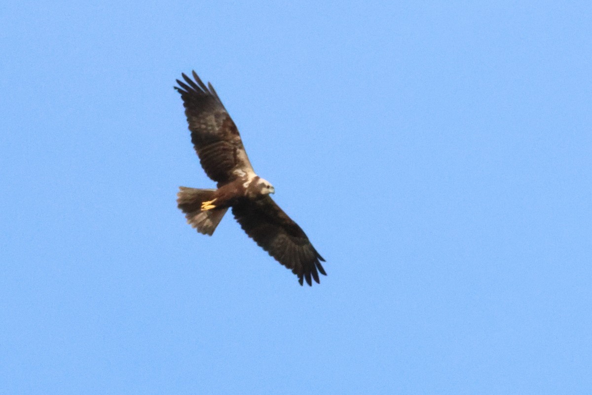 Western Marsh Harrier - ML619572795