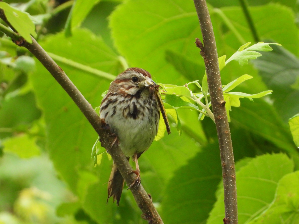 Song Sparrow - Laura Brown