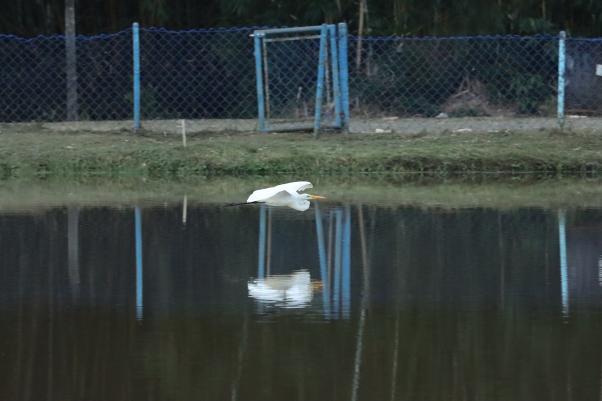 Great Egret - Janaina Souza