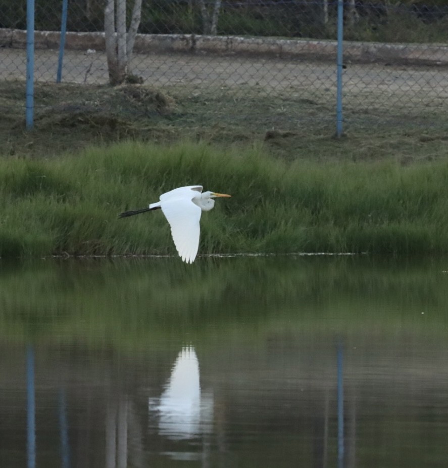 Great Egret - Janaina Souza