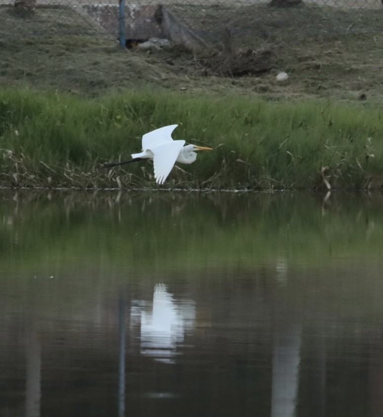 Great Egret - Janaina Souza