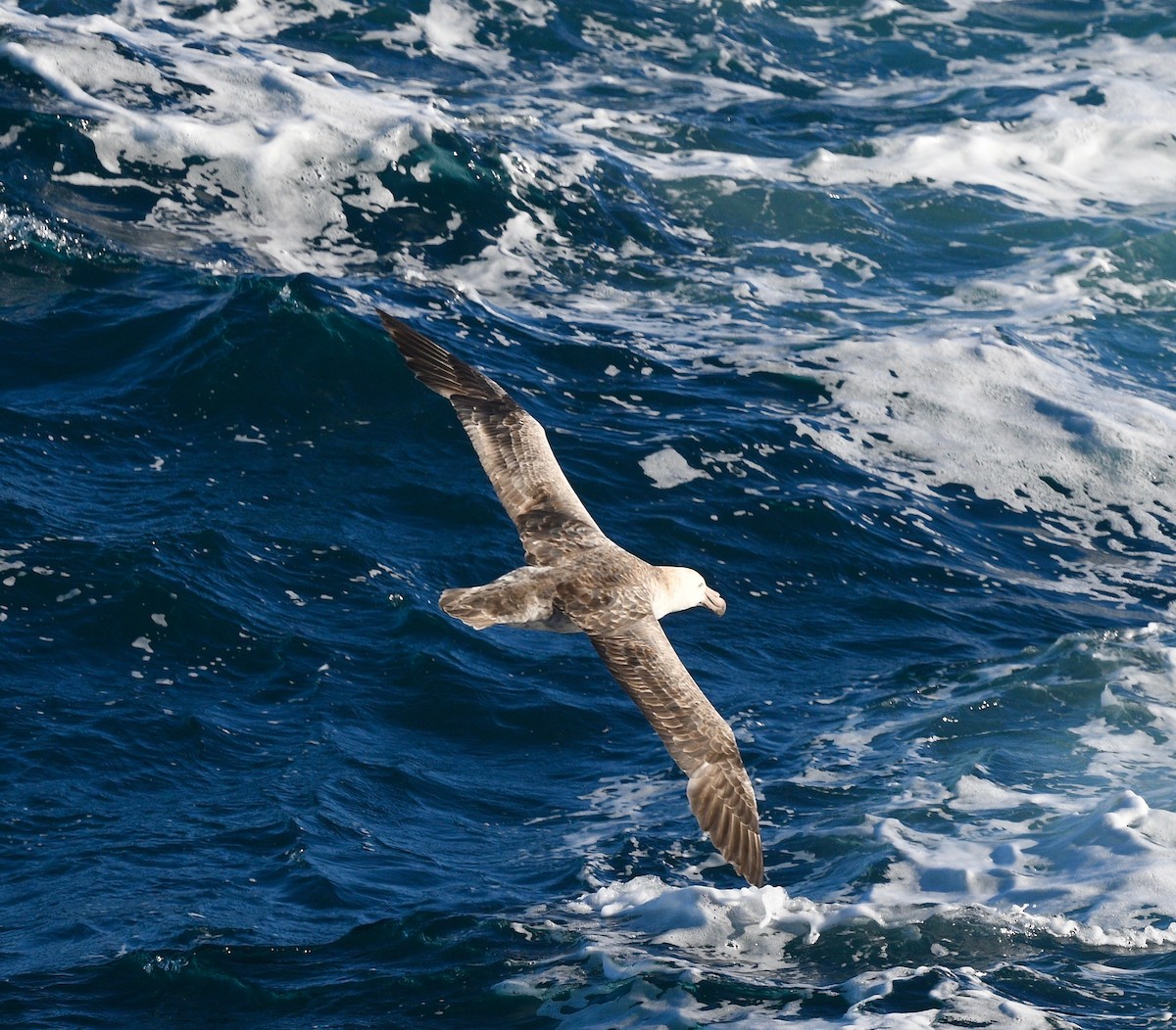 Southern Giant-Petrel - Win Ahrens