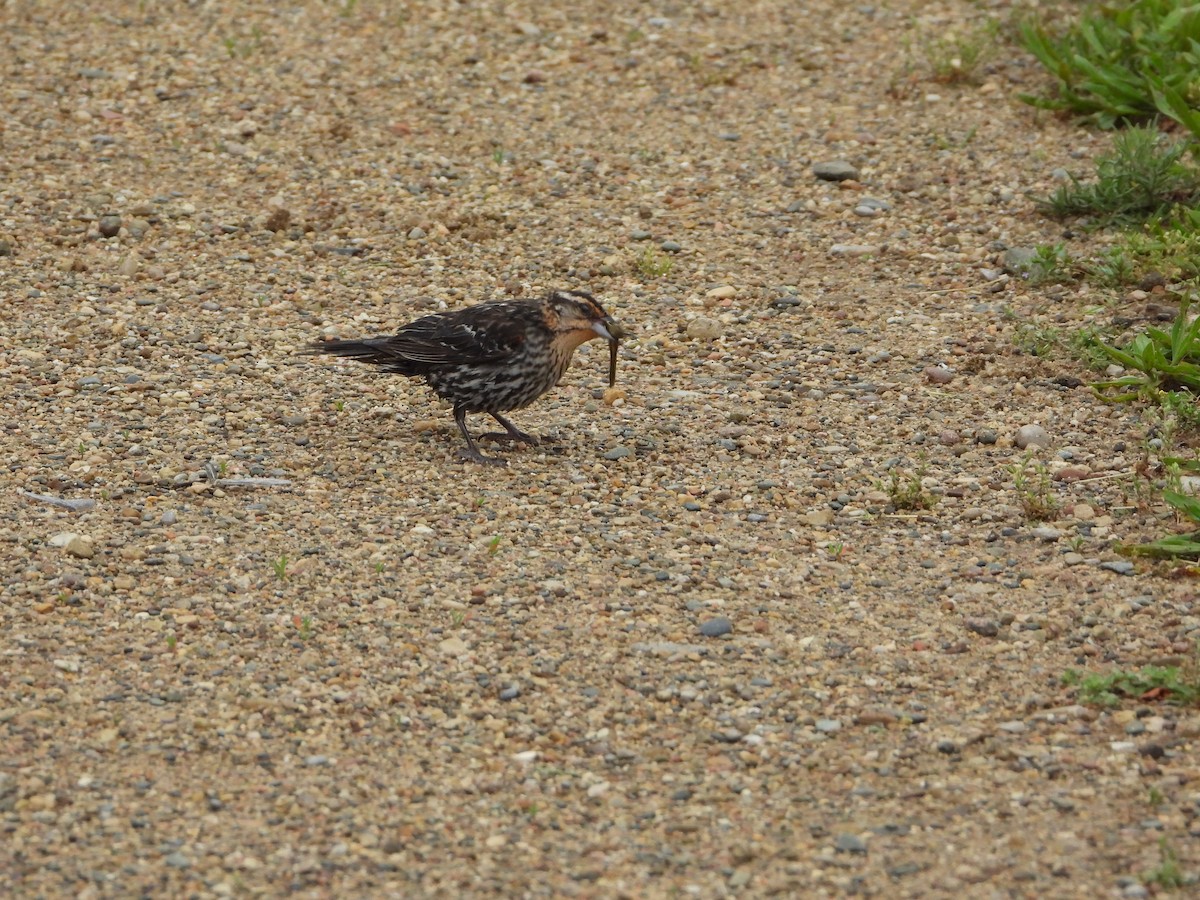 Red-winged Blackbird - Laura Brown