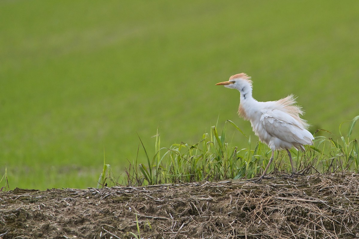 Western Cattle Egret - Nicola Marchioli