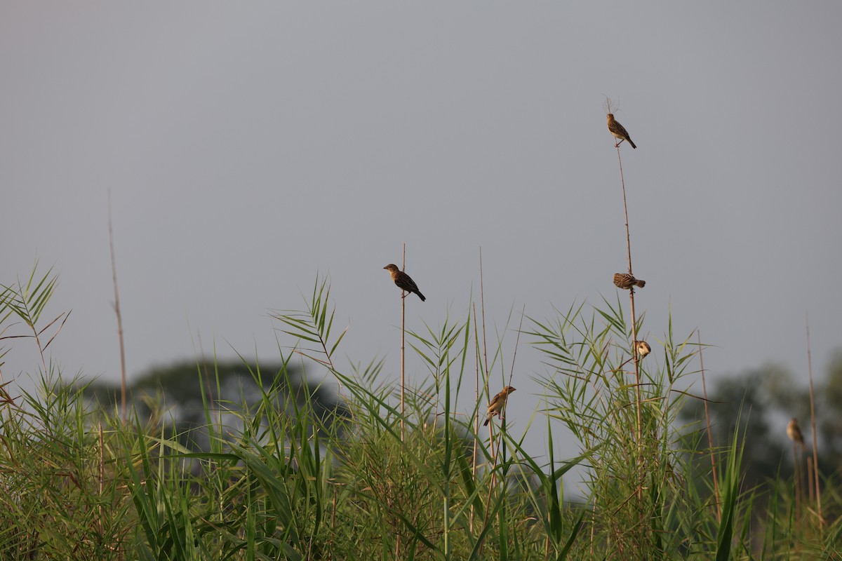 Baya Weaver - Aritra Nath