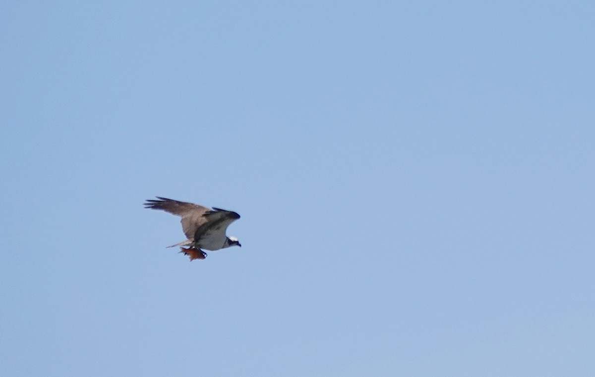 Osprey - Cheryl Carlile