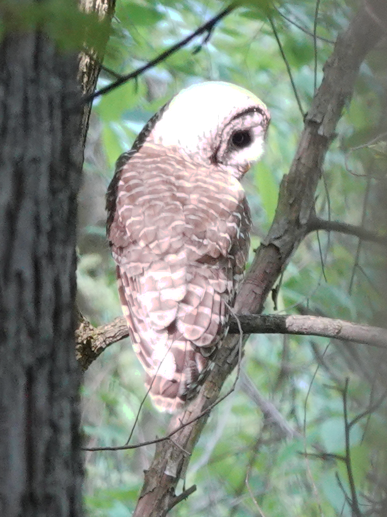 Barred Owl - Jane Huggins