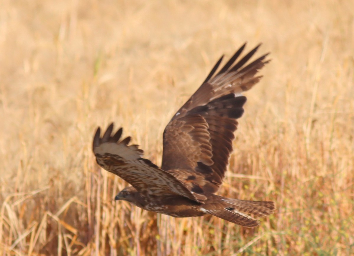 Common Buzzard - José Aurelio Hernández Ruiz