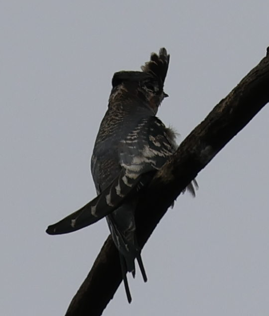 Crested Treeswift - ML619572851