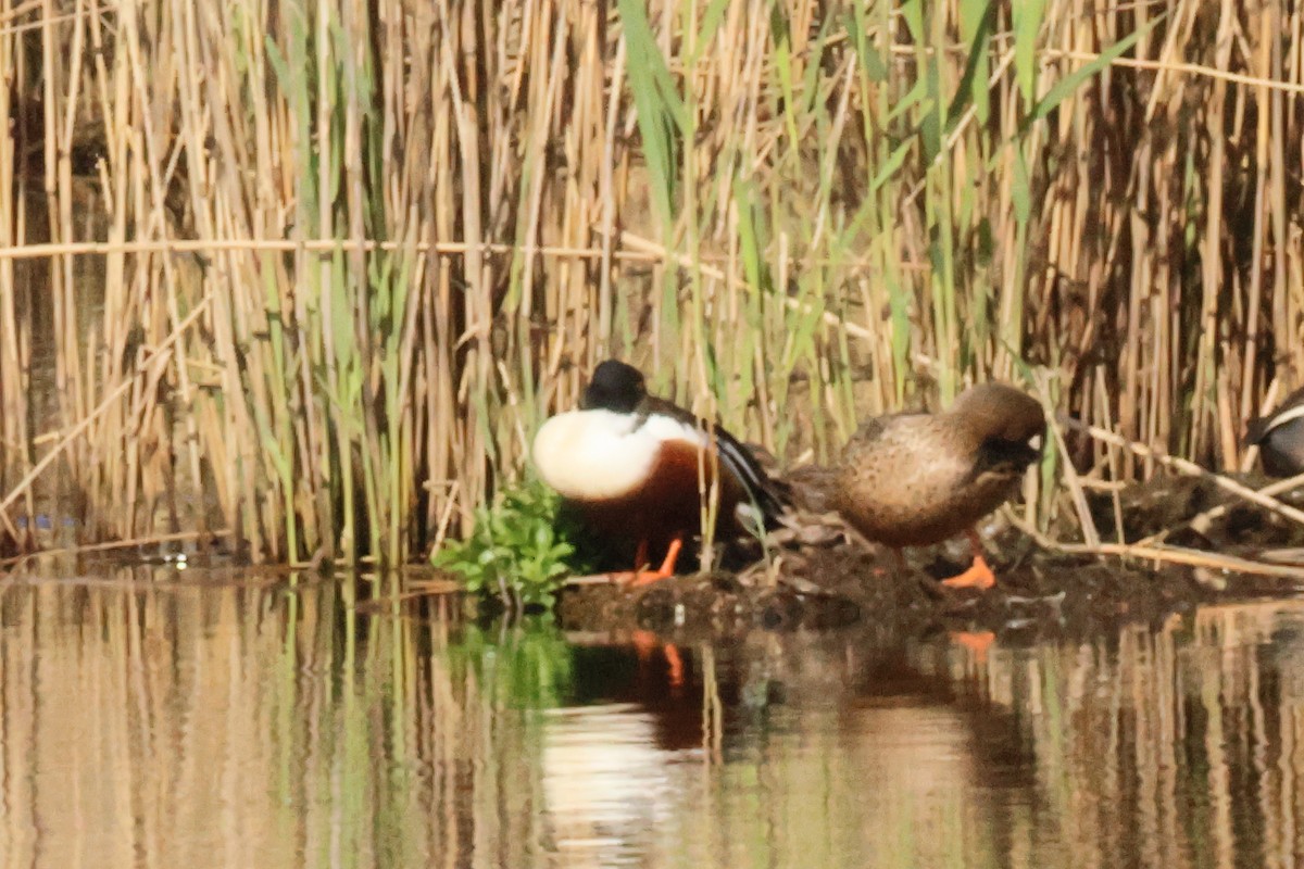 Canard souchet - ML619572852