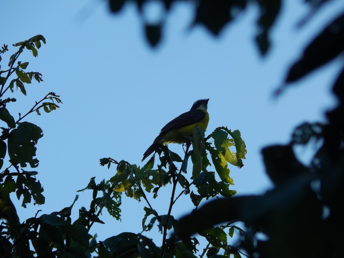 Rusty-margined Flycatcher - Fabiana Santos de Oliveira