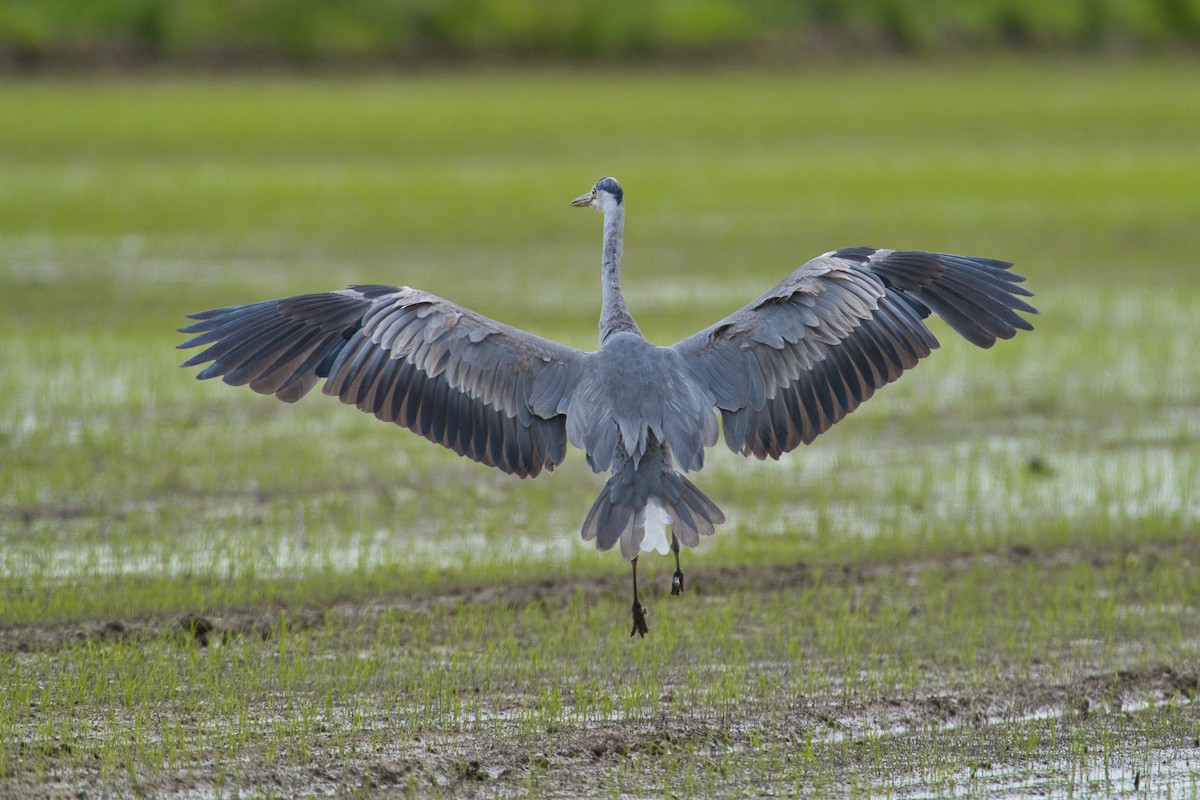 Gray Heron - Nicola Marchioli