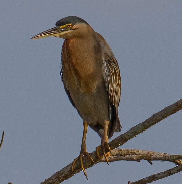 Striated Heron - José Martín