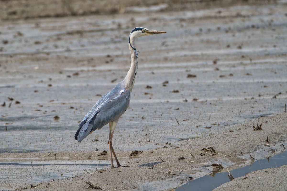 Gray Heron - Nicola Marchioli