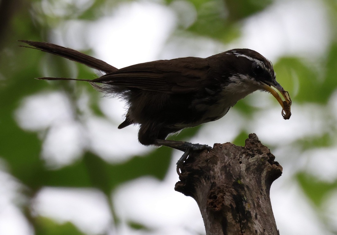 Indian Scimitar-Babbler - Subha Sarkar