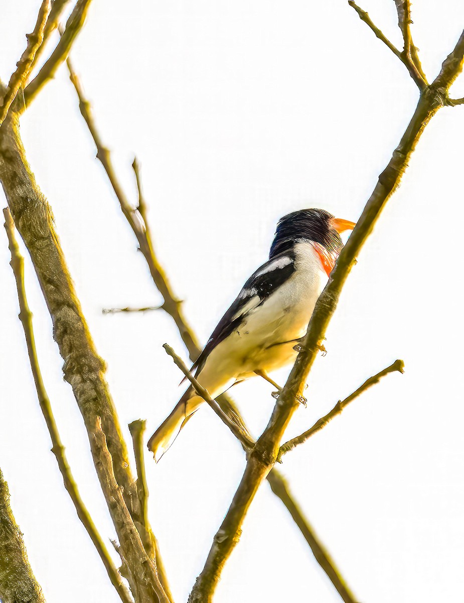 Rose-breasted Grosbeak - Mike Birmingham