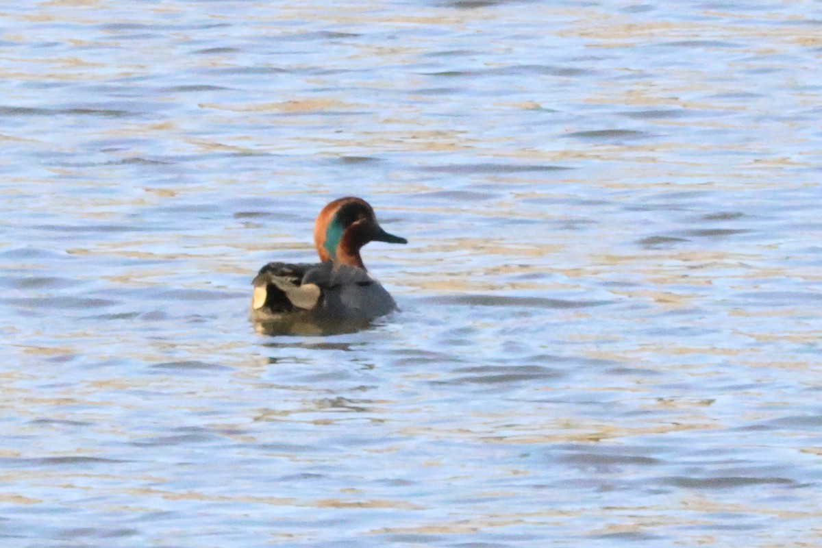 Green-winged Teal - Alexandre Hespanhol Leitão