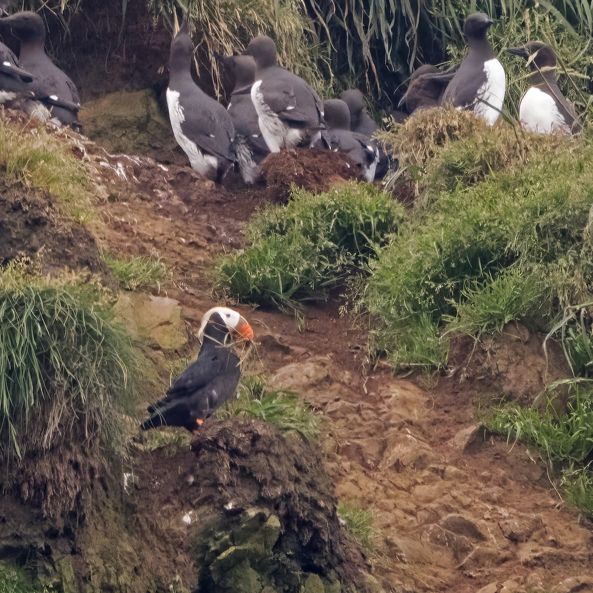 Tufted Puffin - Diana Byrne