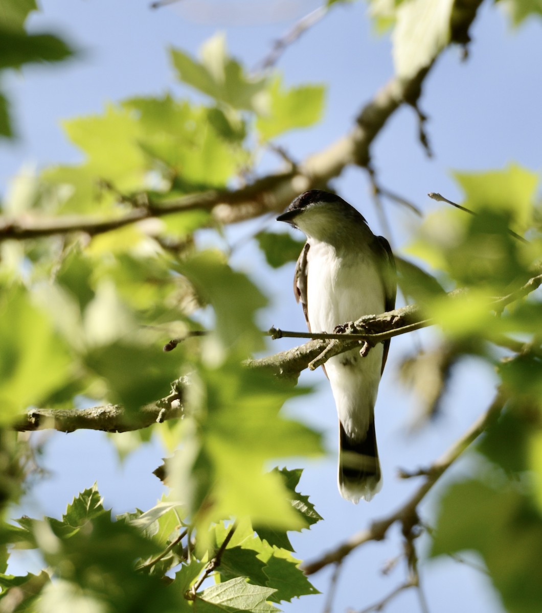 Eastern Kingbird - Judy Lipton