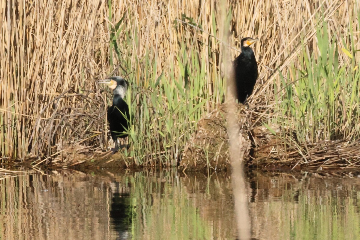 Great Cormorant - ML619572876