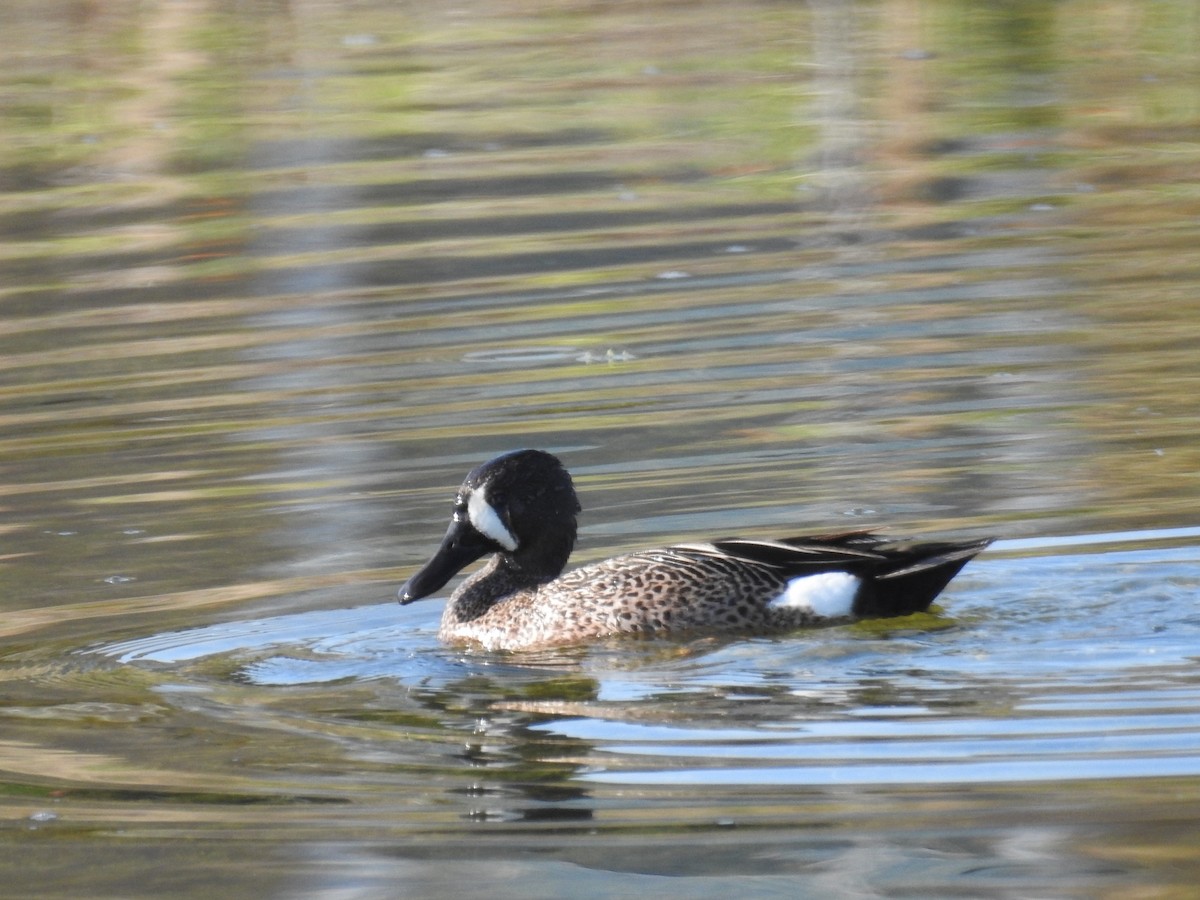 Blue-winged Teal - ML619572881