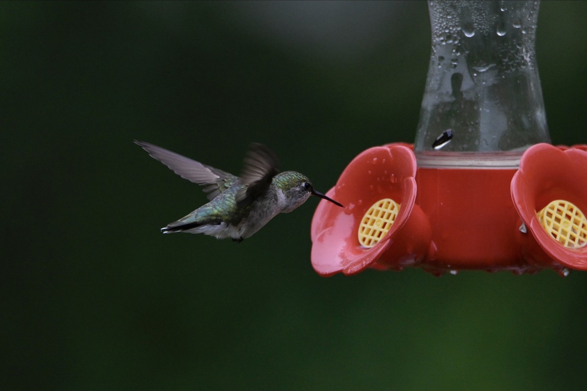 Ruby-throated Hummingbird - Josiah Santiago