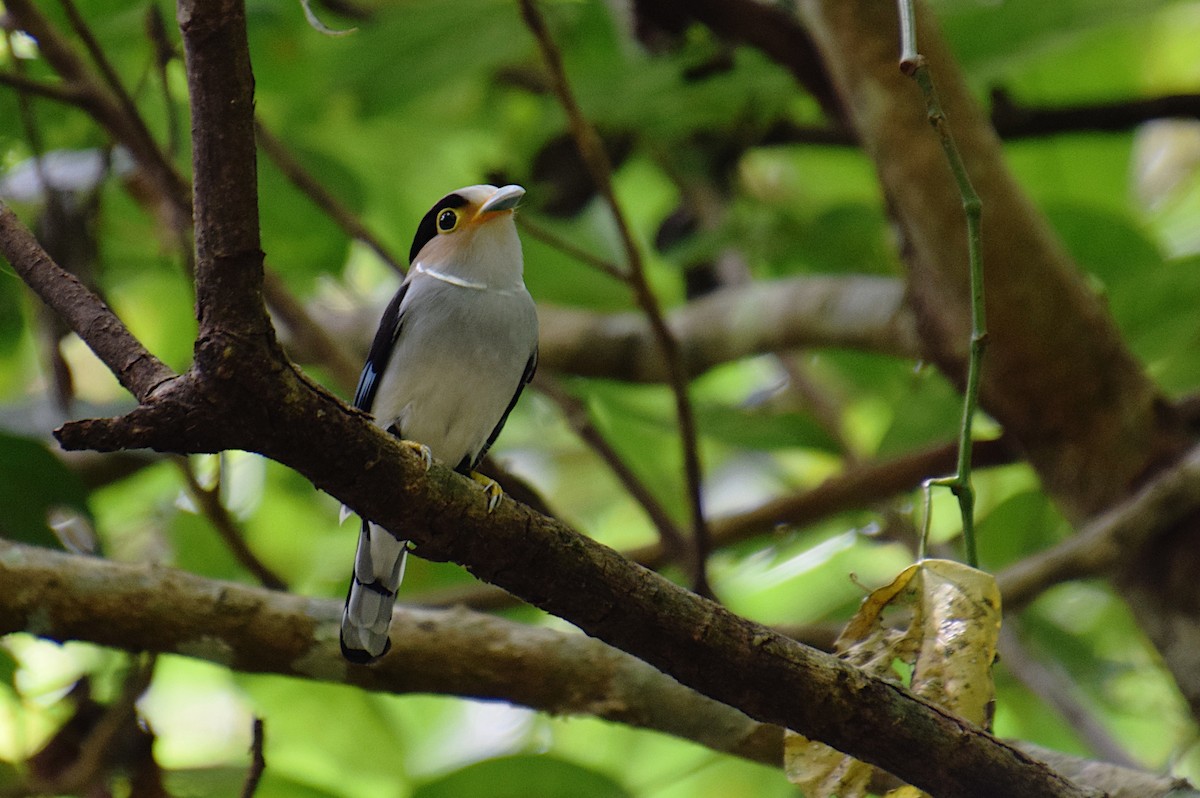 Silver-breasted Broadbill - ML619572884