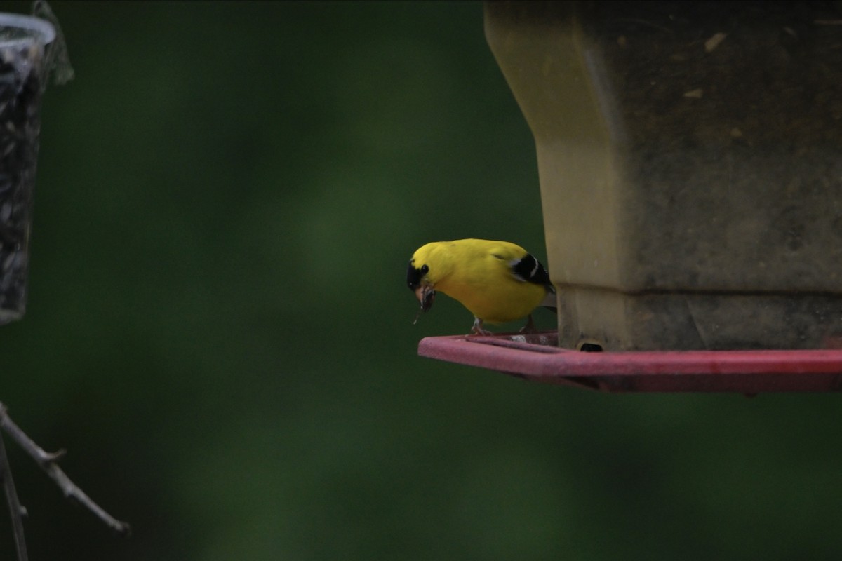 American Goldfinch - Josiah Santiago