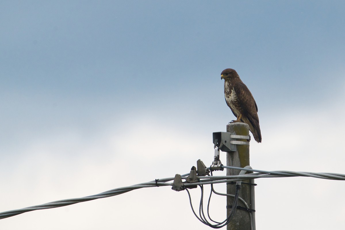 Common Buzzard - Nicola Marchioli