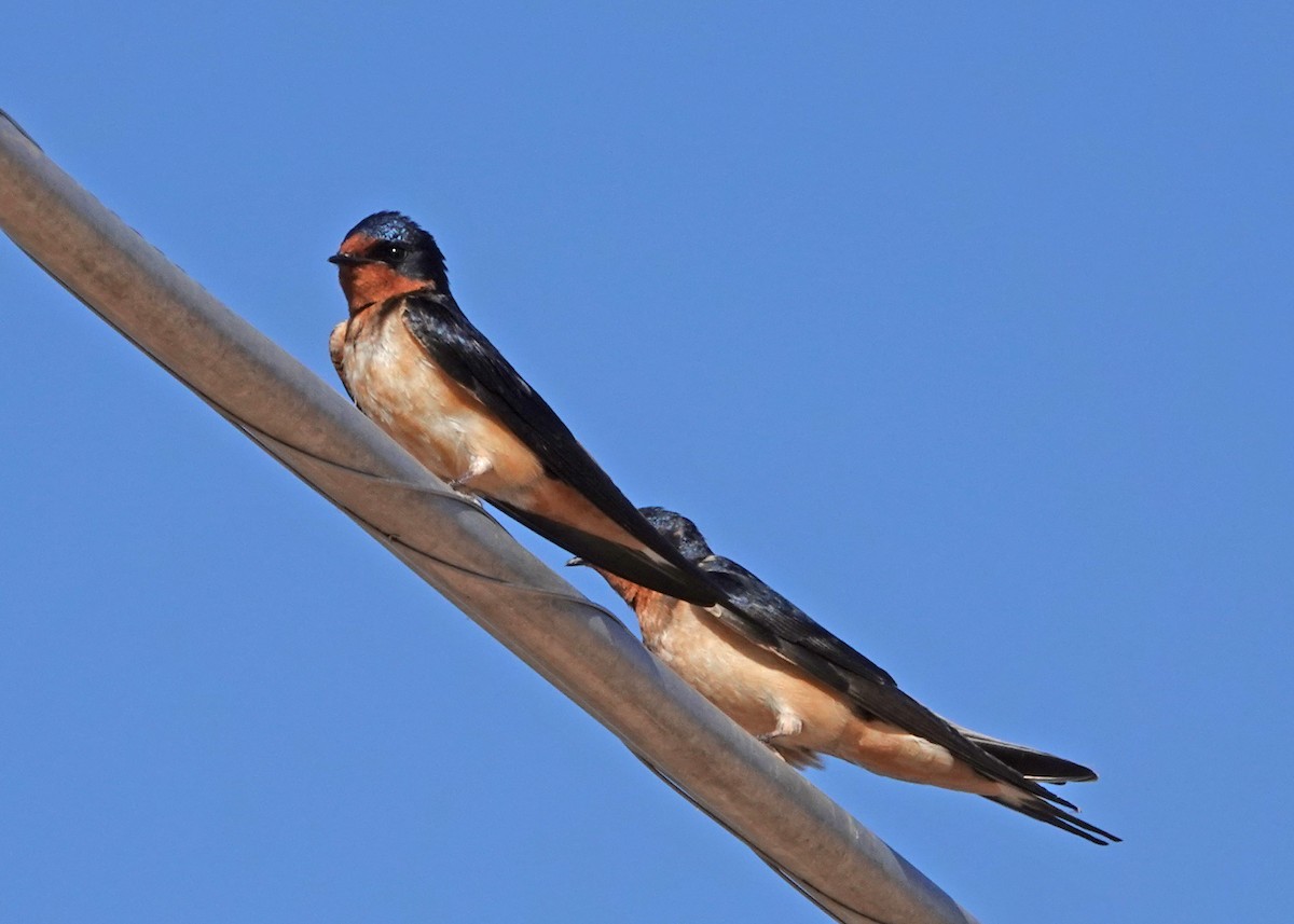 Barn Swallow - Diane Drobka