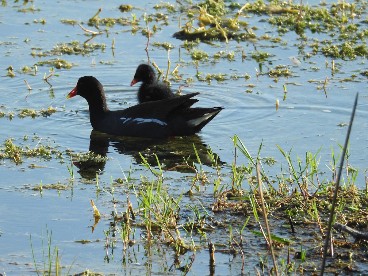 Common Gallinule - Wendy Meehan