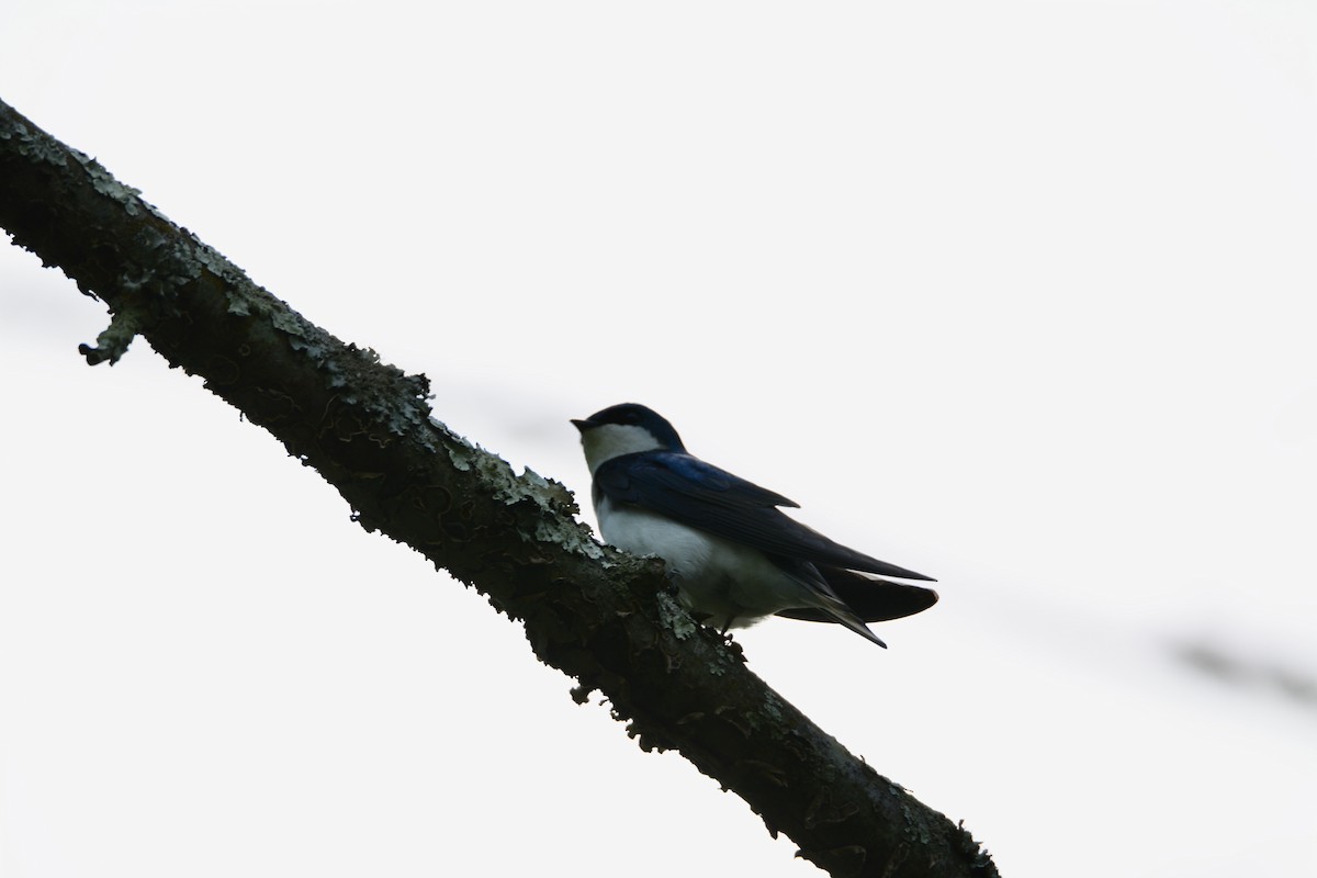 Golondrina Bicolor - ML619572903