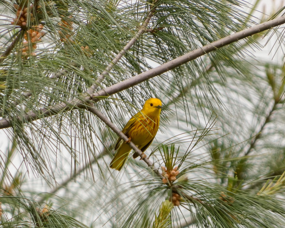 Yellow Warbler - Kathy L. Mock