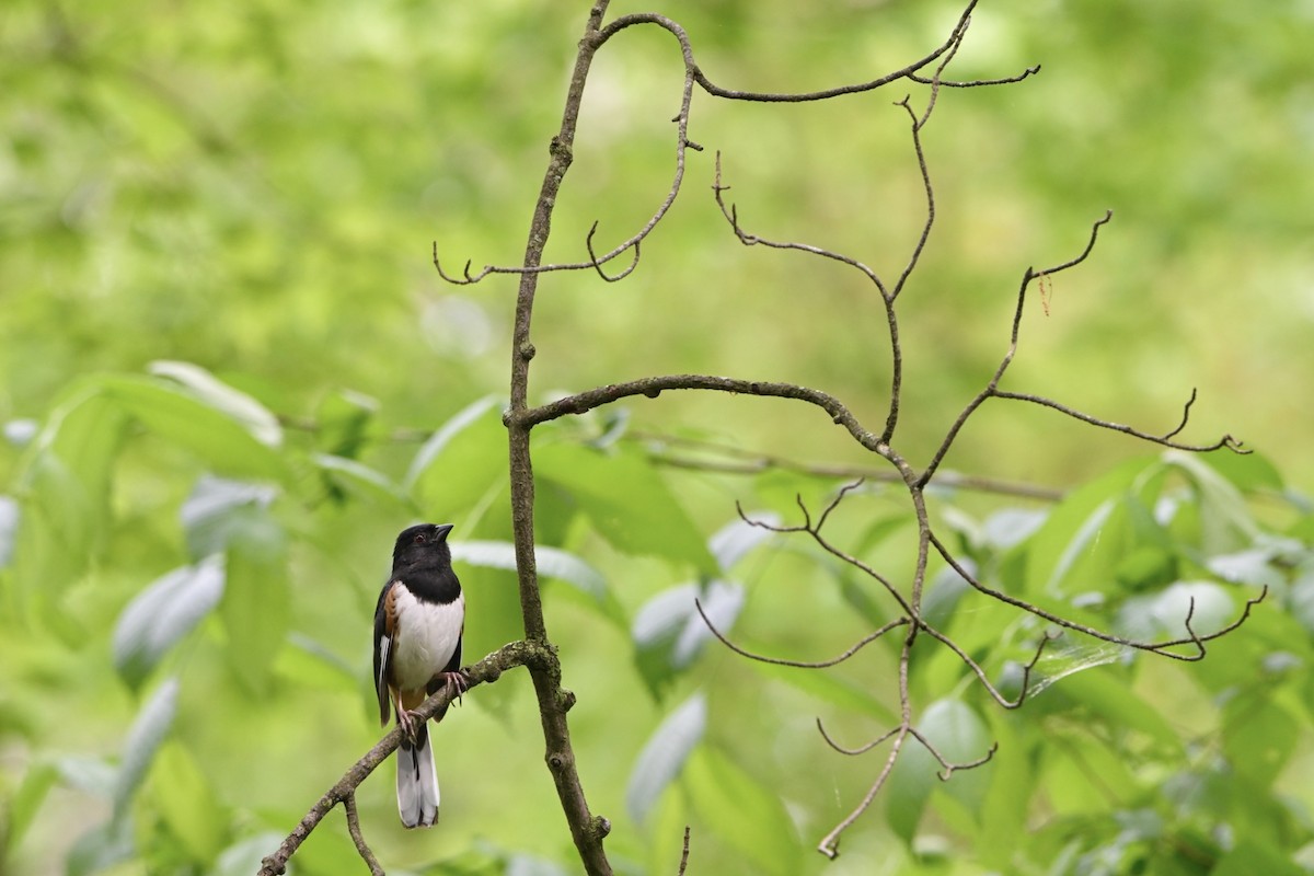 Eastern Towhee - Josiah Santiago