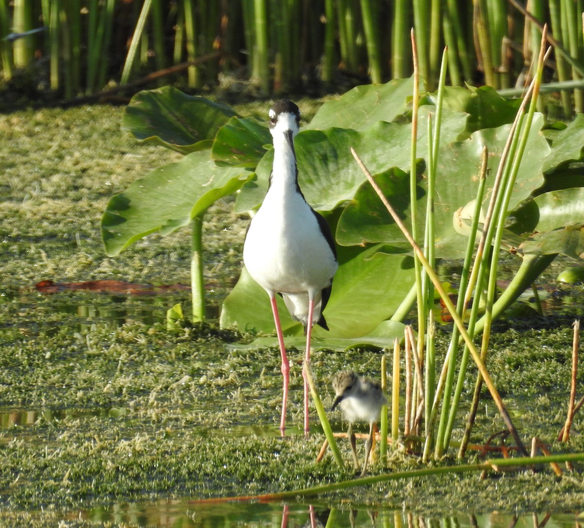 Black-necked Stilt - Wendy Meehan