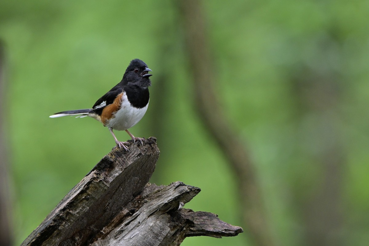 Eastern Towhee - Josiah Santiago