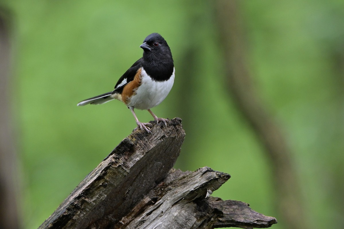 Eastern Towhee - Josiah Santiago