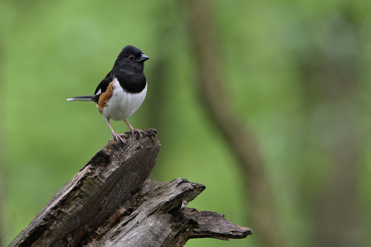 Eastern Towhee - Josiah Santiago