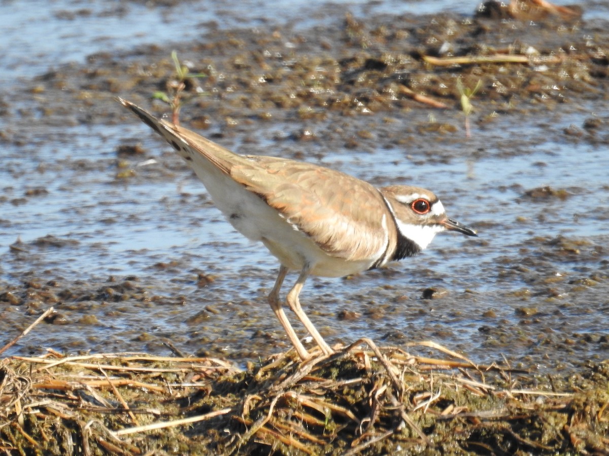 Killdeer - Wendy Meehan