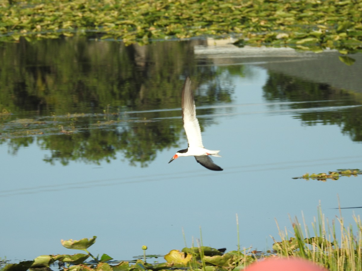 Black Skimmer - Wendy Meehan